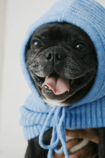 Is Your Dog Anxious, Restless, or Reactive?