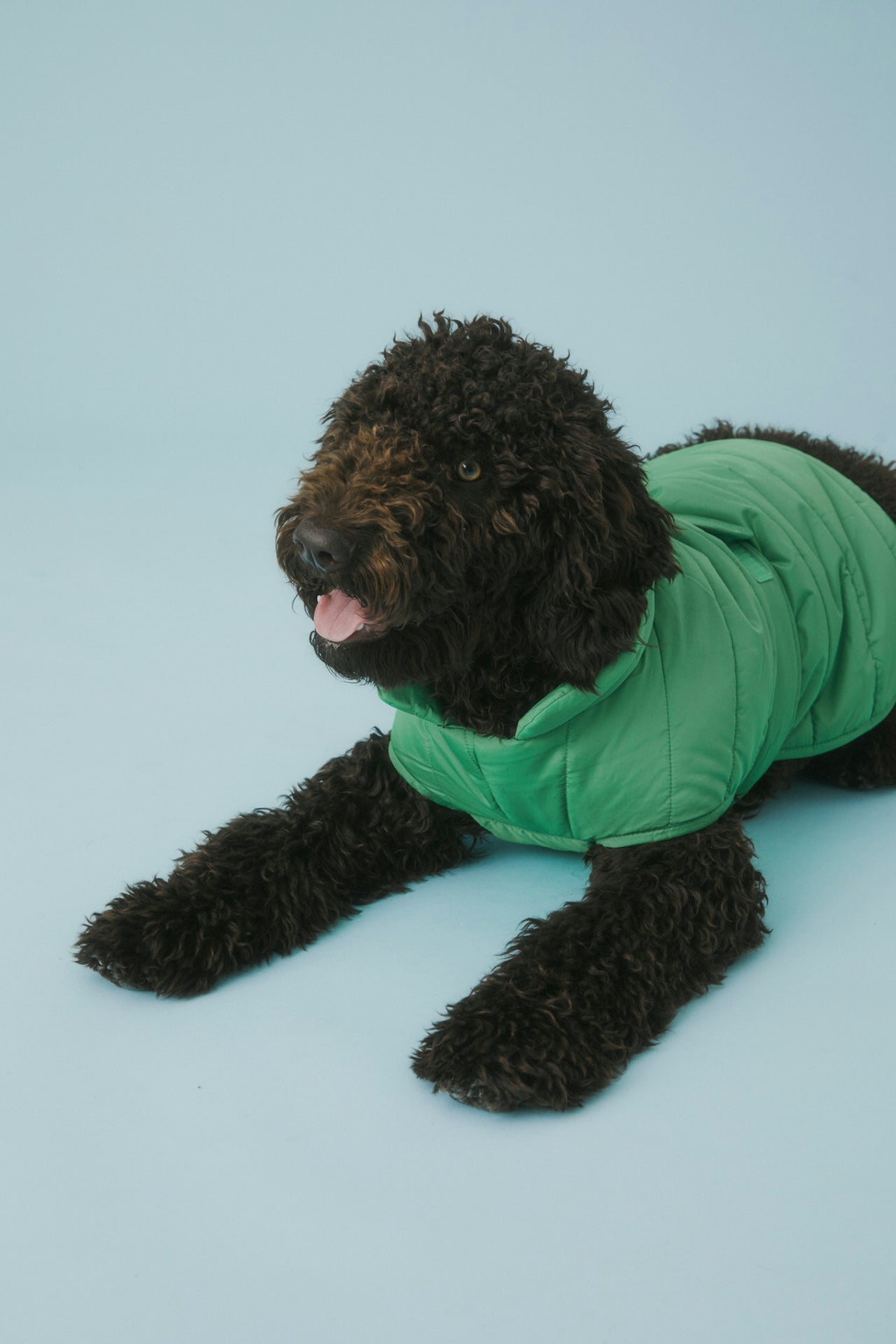 Is Your Dog Itchy All the Time? It Might Be Allergies—Here’s How to Help