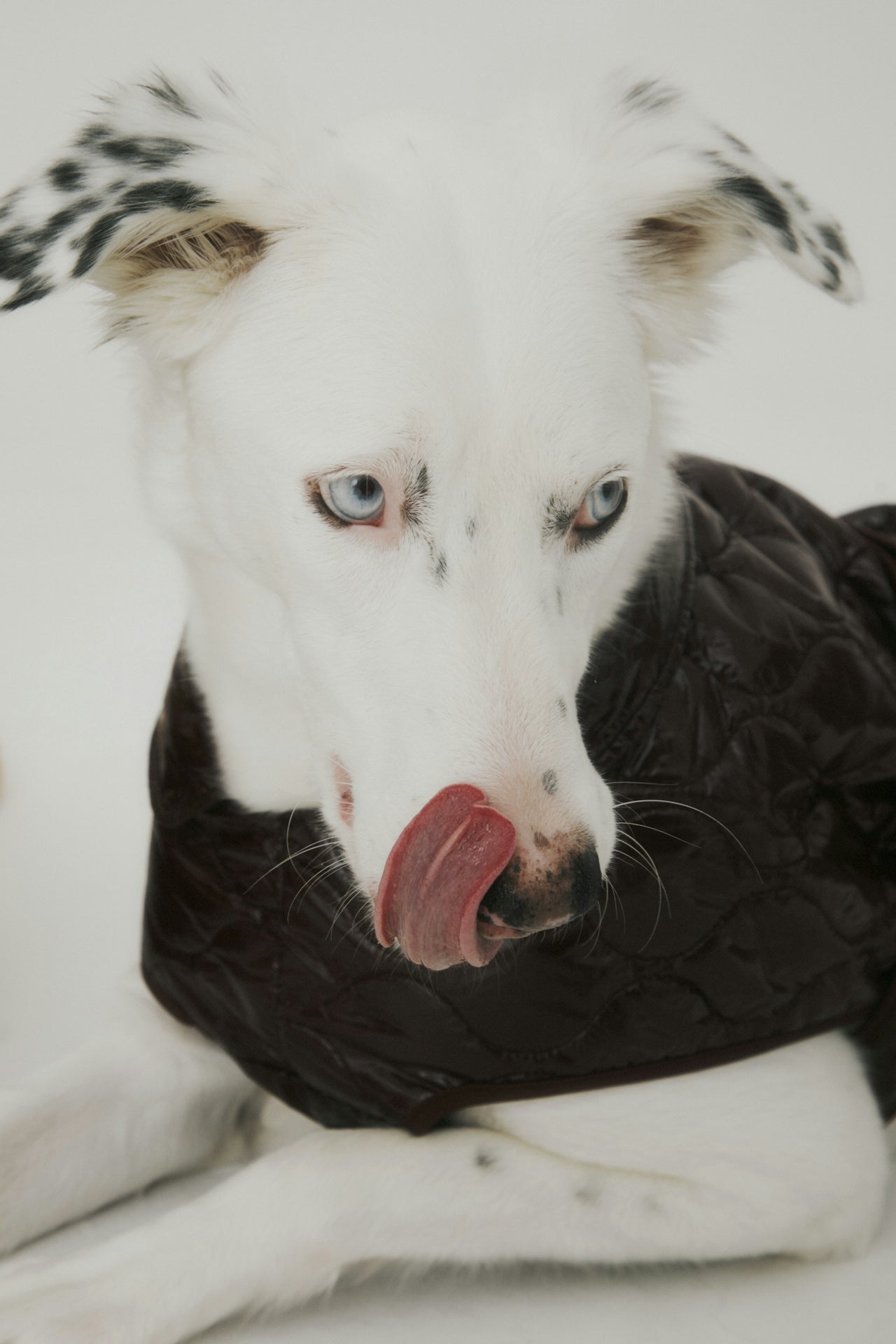 What Every Dog Owner Should Know About Gut Health