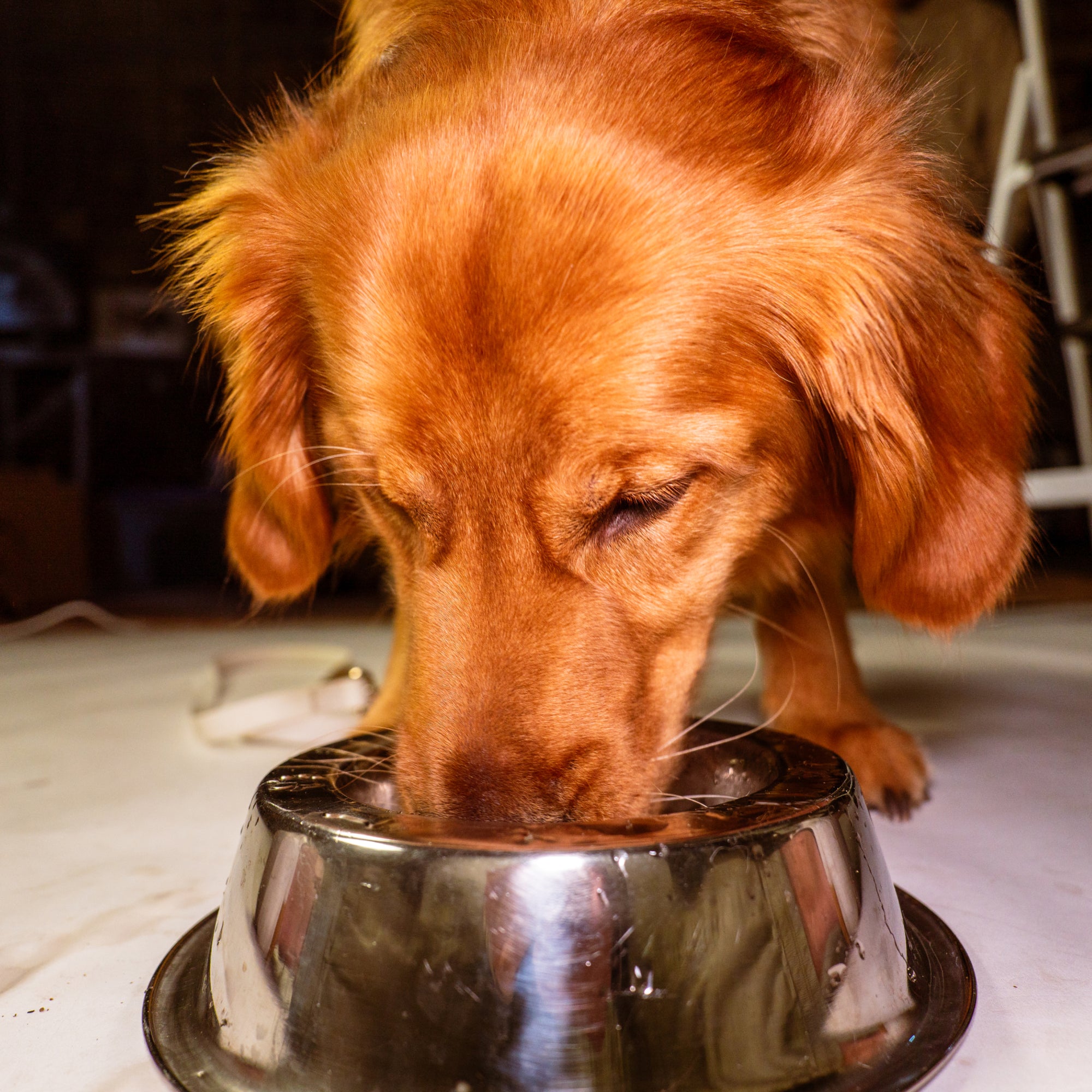 Allergy & Itch Topper